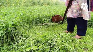 How do we harvest fodder in our village?