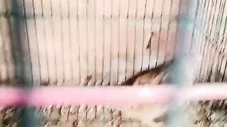 In the cage