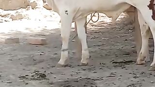 Cattle for sale