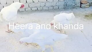Heera and khanda