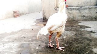 Aseel morga