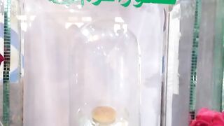 رسول ﷺ  کہ بارے  میں