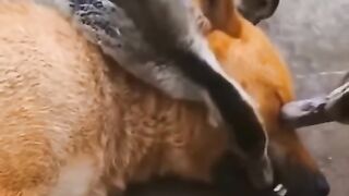 Funny dogs 2024