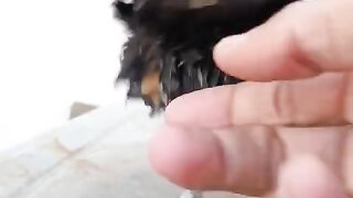 What type of chicken