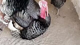 The turkey bird ll birds