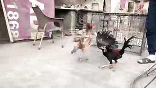 Birds in the jungle