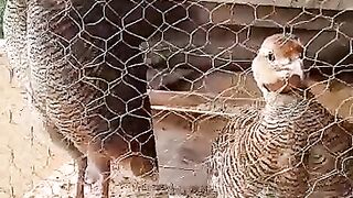 My home bird in kach
