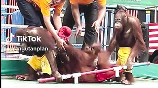 Orangutan Funny Video (part-1)