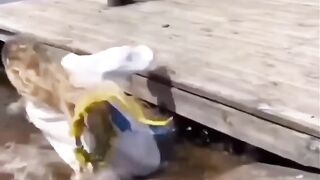 Compilation of Laughable Memes Part 13 #memeviral #vidioviral #laughs #comedy #laughs #shorts