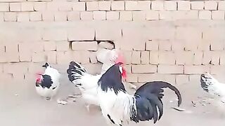 Black tail rooster