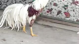 White tail rooster