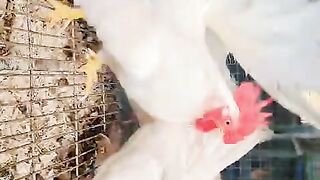 White hen plus karkara