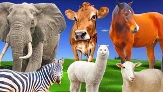 Animals name and sound Lerner bird species in English road animals | animals world