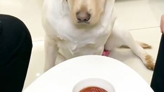 Funny dog  #funny videos #funny dogs#funny videos