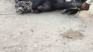 جانور کو ذبح کرنے کا طریقہ