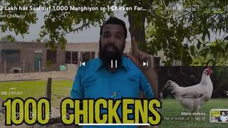 Chicken Farming business