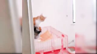 Baby cat- funny cat videos