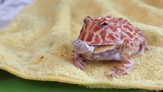 colored frog