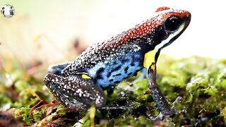 water animal cute frog
