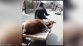 Most popular funny //Urdu Hindi videos