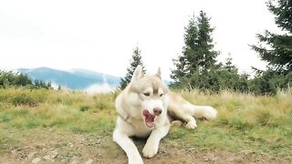 Beautiful dog