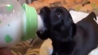 15 Most funny animals- puppies, kittens, birds, hippos, dogs, parrots, cows,