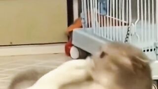 Cat and duck