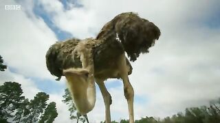 Ostrich Fight