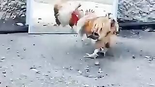 TRY NOT TO LAUGH .. Crazy chicken is amazing and funny..  ANIMALS funniest - PART # 01