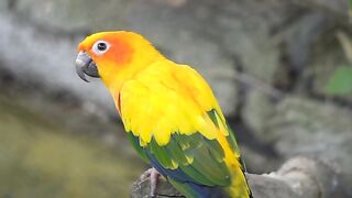 Parrot sitting in tree