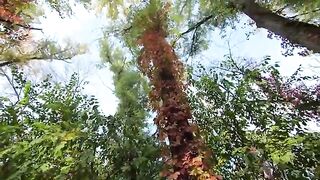 Nature of forest