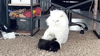 Funny cats