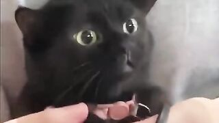 Funny cats