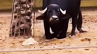 Funny animal