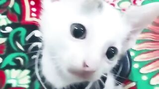 Kitten's funny