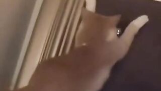 Cats funny