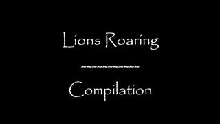 ???? lion roaring videos