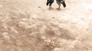 Aseel chicks fight Aseel murga