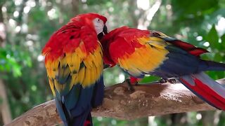 Beautiful parrot different colors