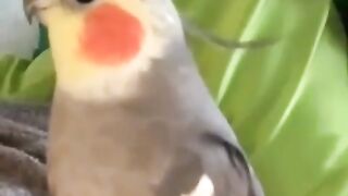 Parrot cute birds#short