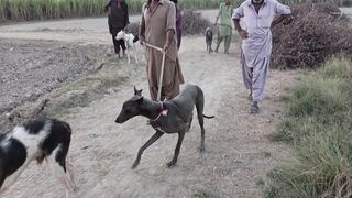 Wild boar hunting with dogs | Hog hunting | Shikar | hunting dogs, dogs fight.