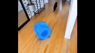 Funny cats compilation