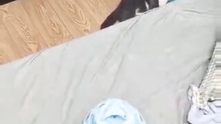 Cat funny  cat gets confusing Funny