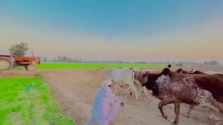 Nice vlog in my villege