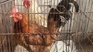 My Pet home