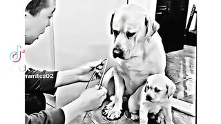 DOG is sad
