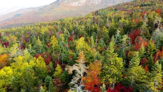 Free Colorful Fall Forest Video - adalinetv