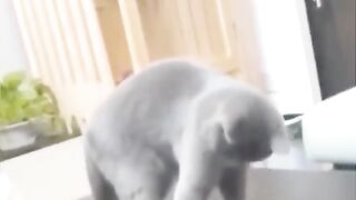 Funny video