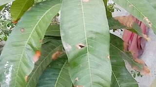 Plants info