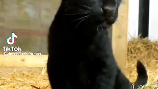 Animal s
